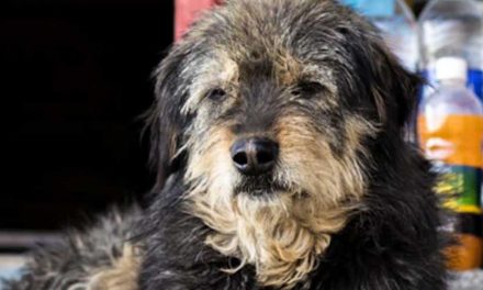 The Otterhound: A Unique and Charming Breed