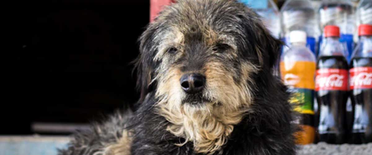 The Otterhound: A Unique and Charming Breed