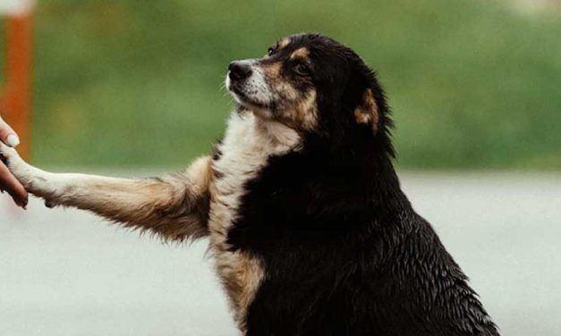 How to Train Your Dog to Shake Hands