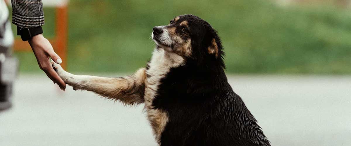 How to Train Your Dog to Shake Hands