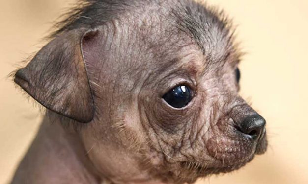 The Peruvian Inca Orchid: A Unique Dog Breed with Ancient Roots