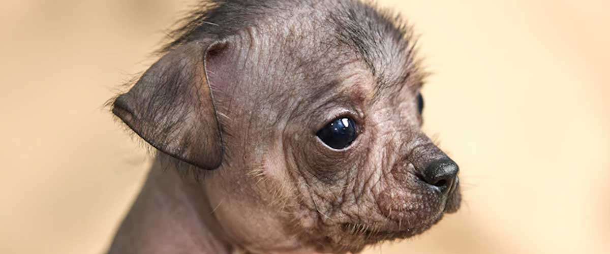 The Peruvian Inca Orchid: A Unique Dog Breed with Ancient Roots