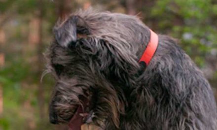 The Petit Basset Griffon Vendéen: An Overview of a Charming Breed