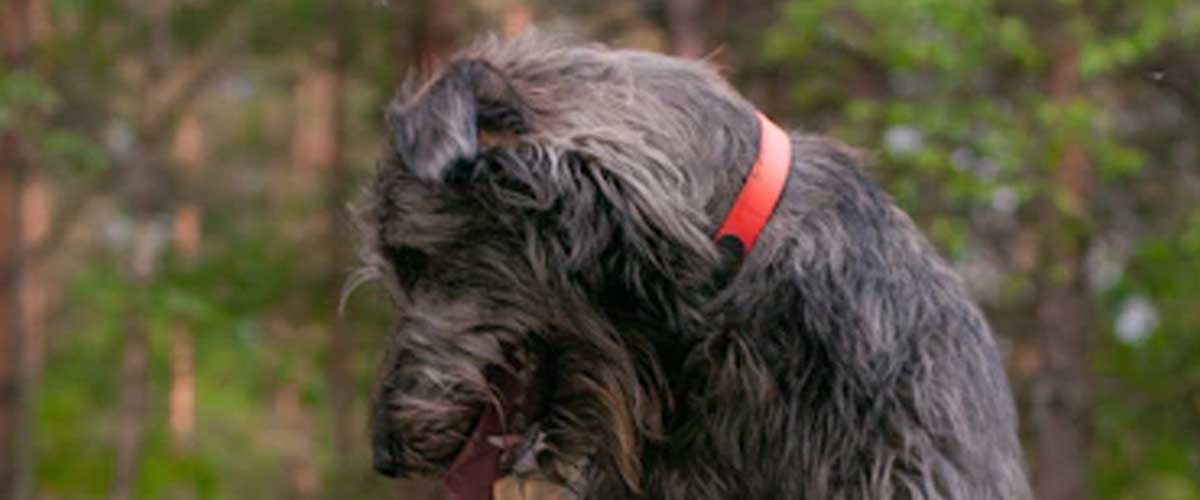 The Petit Basset Griffon Vendéen: An Overview of a Charming Breed