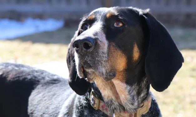 The Petit Bleu De Gascogne: A Charming and Versatile Hound