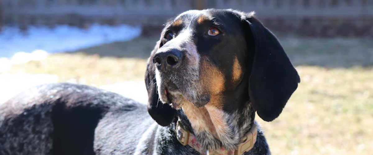 The Petit Bleu De Gascogne: A Charming and Versatile Hound