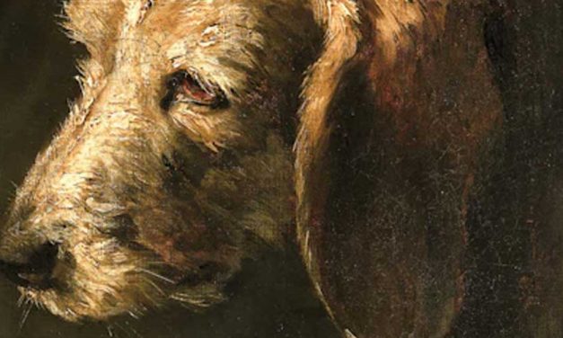 The Petit Griffon de Gascogne: A Charming French Companion