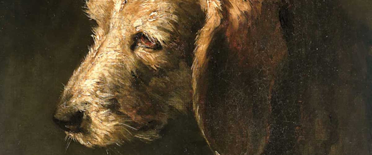 The Petit Griffon de Gascogne: A Charming French Companion