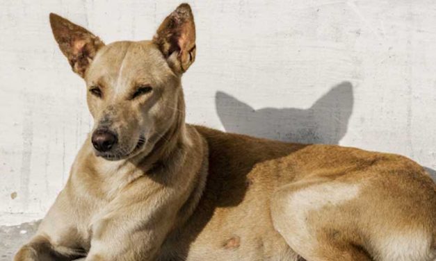 The Pharaoh Hound: A Noble Companion with Ancient Roots