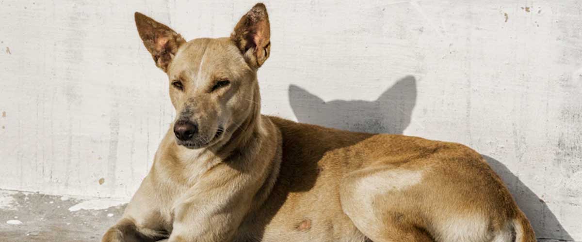 The Pharaoh Hound: A Noble Companion with Ancient Roots