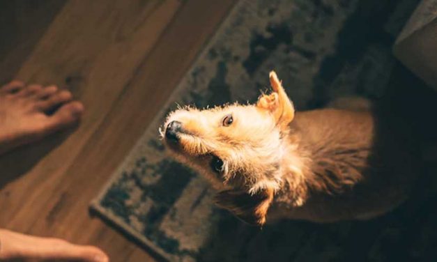 Train Your Dog to Place and Circle to Your Left Side