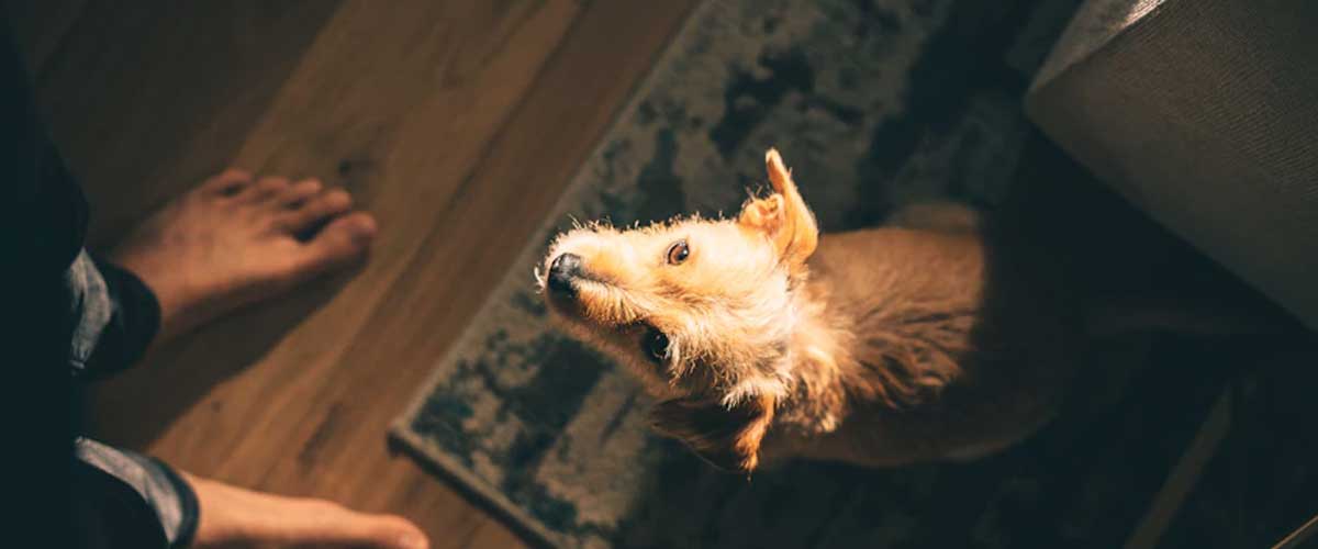 Train Your Dog to Place and Circle to Your Left Side
