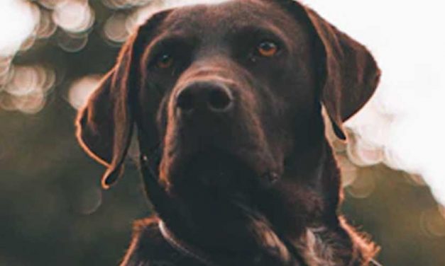 The Plott Hound: A Unique American Breed