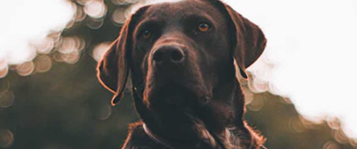 The Plott Hound: A Unique American Breed