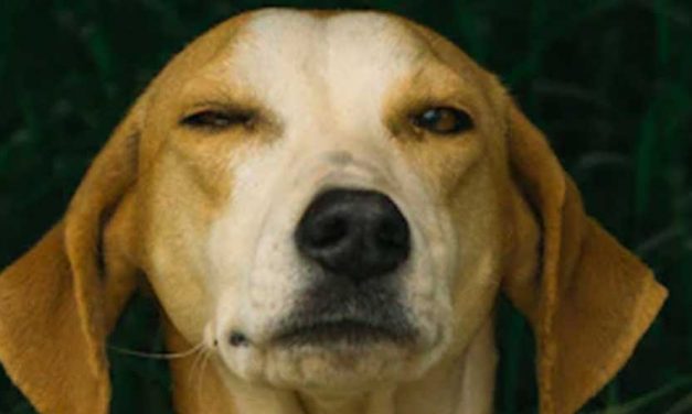 The Podenco Canario: A Unique and Beloved Canary Island Breed