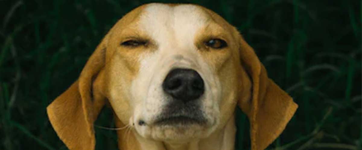 The Podenco Canario: A Unique and Beloved Canary Island Breed