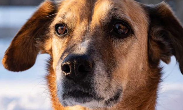 The Poitevin Dog Breed: A Historical and Versatile Companion