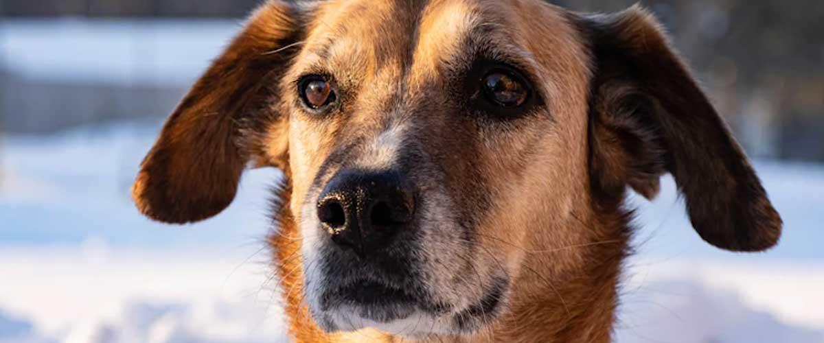 The Poitevin Dog Breed: A Historical and Versatile Companion