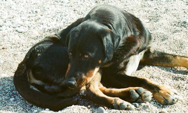 The Polish Hound: A Unique Companion with a Rich History