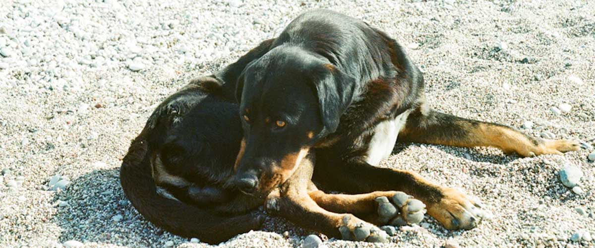 The Polish Hound: A Unique Companion with a Rich History