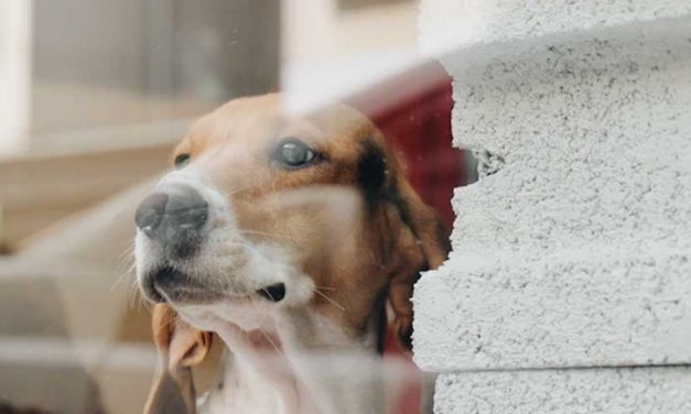 The Posavac Hound: An Elegantly Agile Companion