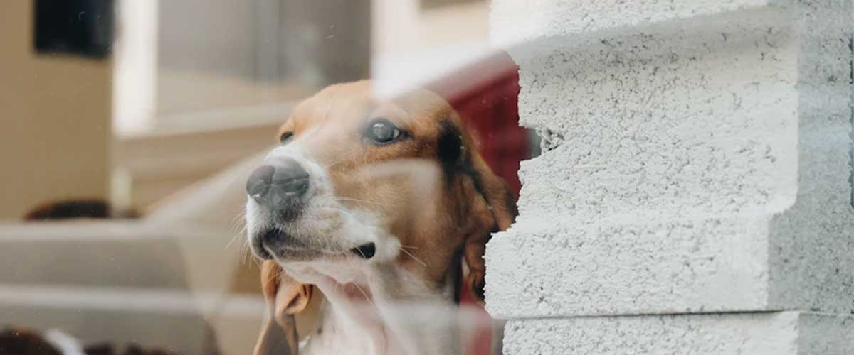 The Posavac Hound: An Elegantly Agile Companion