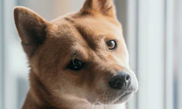 Guide to Training Your Dog to Bring You the Post