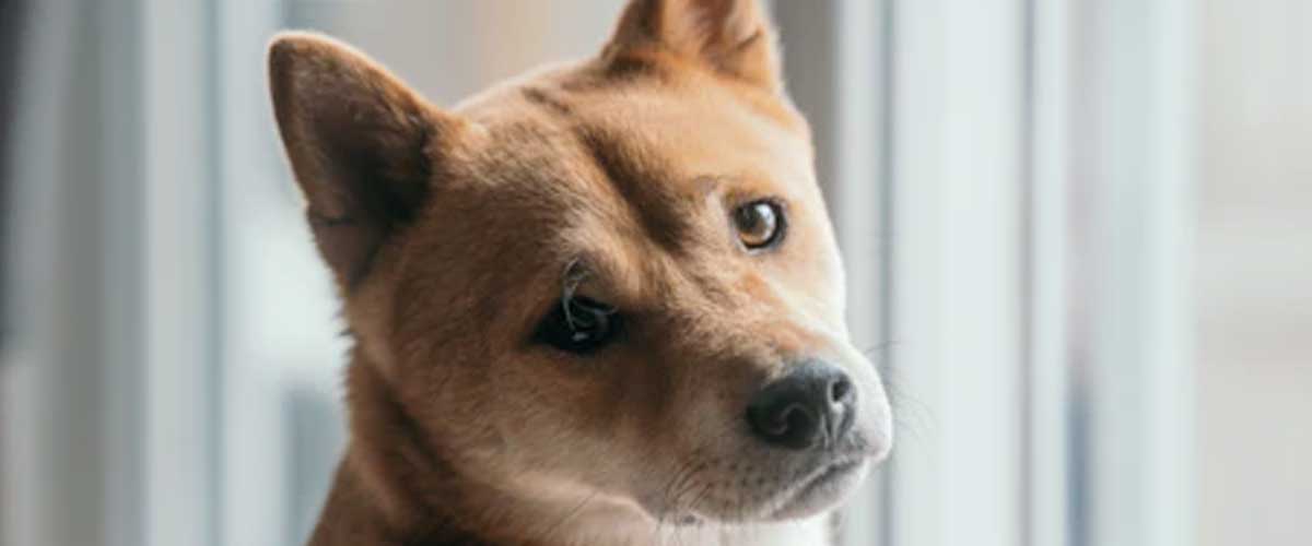 Guide to Training Your Dog to Bring You the Post