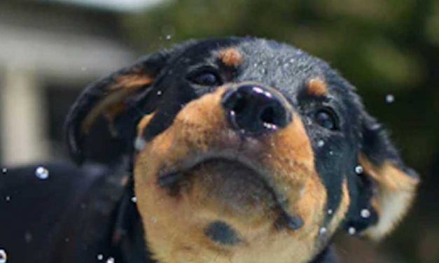Puppy Early Learning