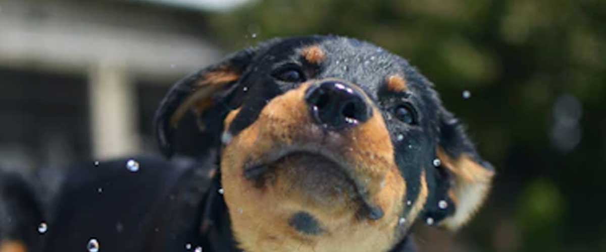 Puppy Early Learning