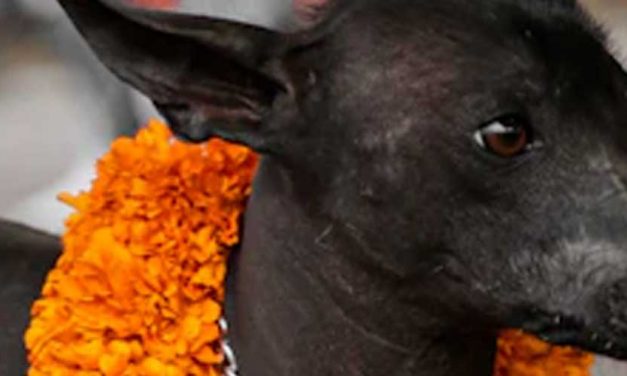 The Rampur Greyhound: A Majestic Breed of India