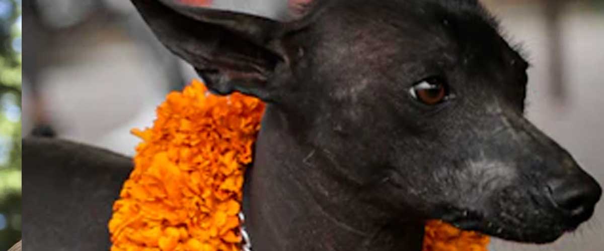 The Rampur Greyhound: A Majestic Breed of India