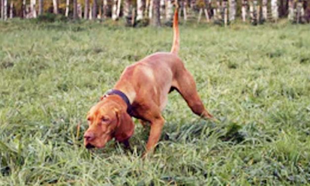 The Redbone Coonhound: A Companion with Spirit and Purpose