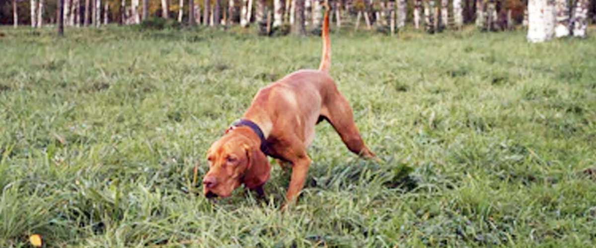 The Redbone Coonhound: A Companion with Spirit and Purpose