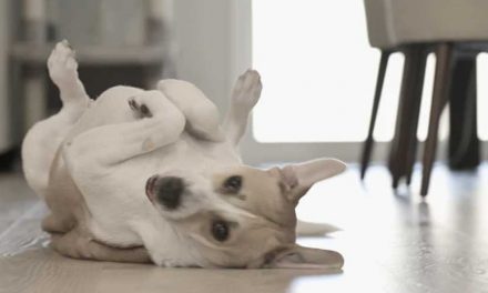 Guide to Training Your Dog to Roll Over on Command