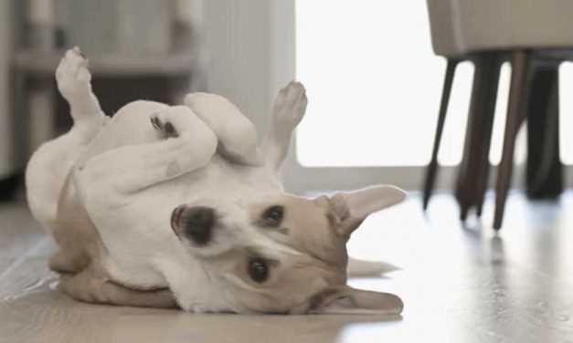 Guide to Training Your Dog to Roll Over on Command
