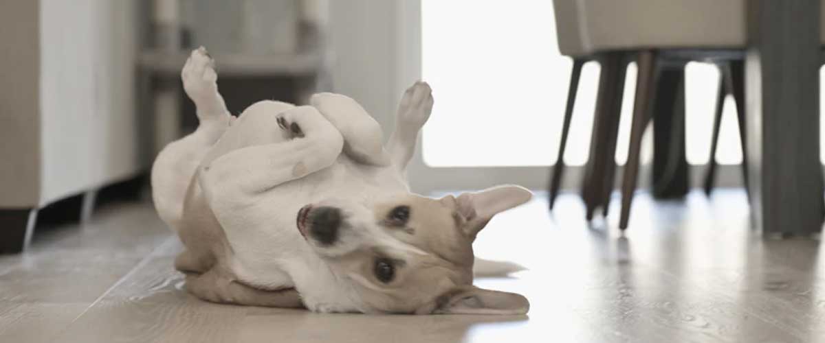 Guide to Training Your Dog to Roll Over on Command