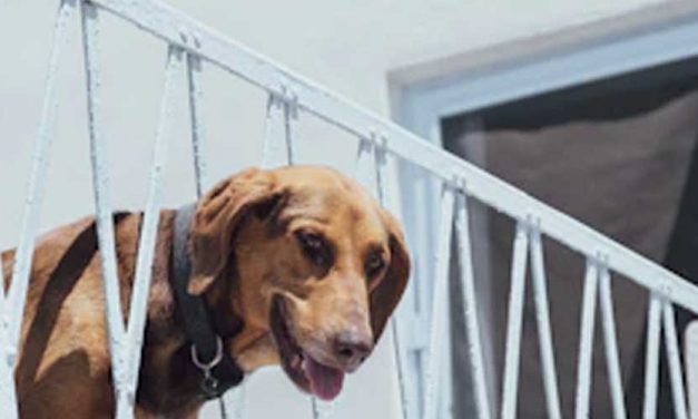 The Sabueso Español: A Deep Dive into the Spanish Hound