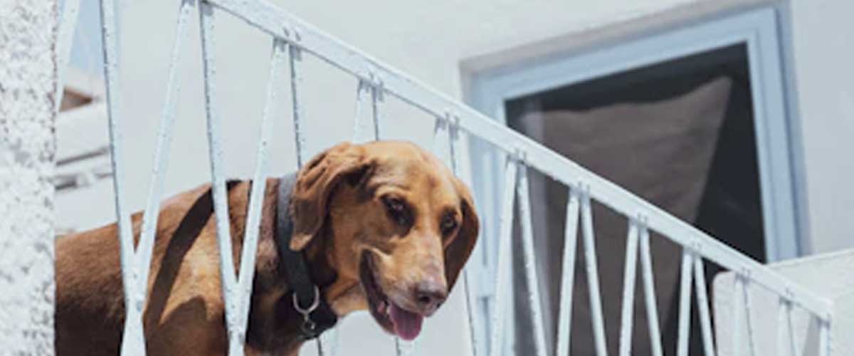 The Sabueso Español: A Deep Dive into the Spanish Hound