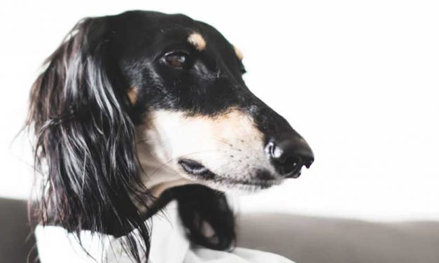 The Saluki: A Graceful Companion with a Rich History