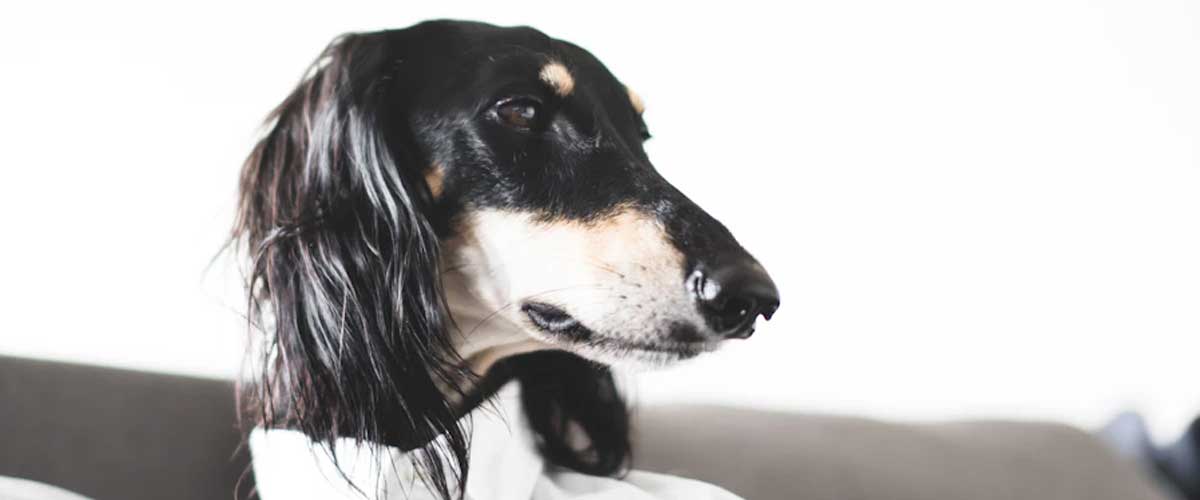 The Saluki: A Graceful Companion with a Rich History