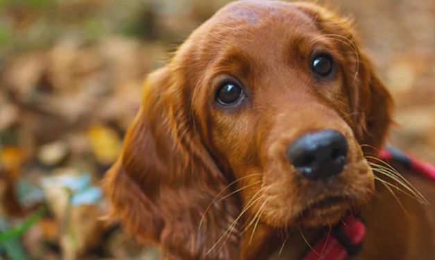 The Schillerstovare: A Comprehensive Look at the Breed