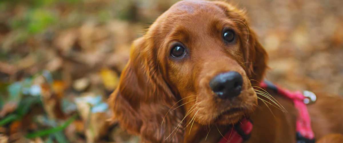 The Schillerstovare: A Comprehensive Look at the Breed