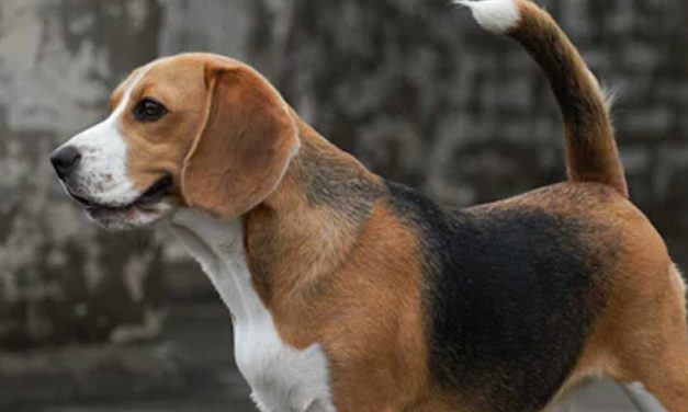 The Schwyzer Laufhund: A Unique Swiss Heritage