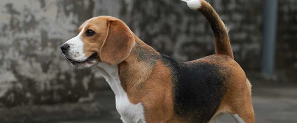 The Schwyzer Laufhund: A Unique Swiss Heritage