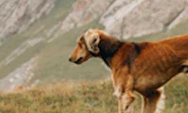 The Segugio Italiano: A Noble Italian Hunting Dog