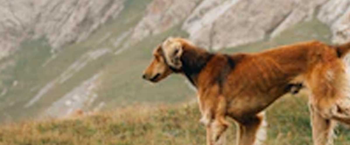 The Segugio Italiano: A Noble Italian Hunting Dog