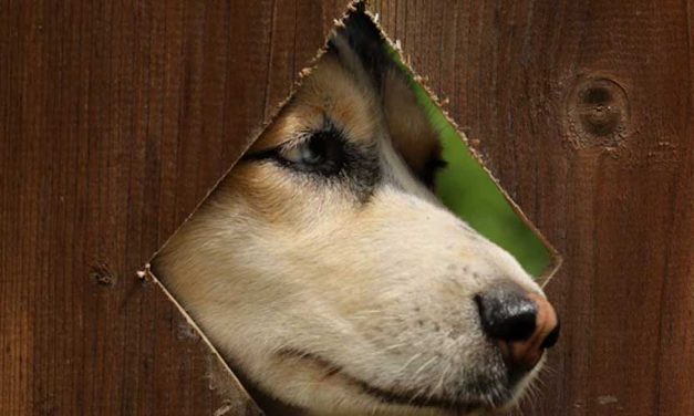 The Sloughi: A Majestic North African Hound