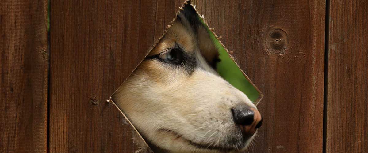 The Sloughi: A Majestic North African Hound