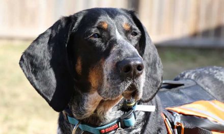 The Smålandsstovare: A Glimpse into the Charming Swedish Hunting Dog